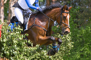 Horse jumping over obstacle. Equine eventing competition.