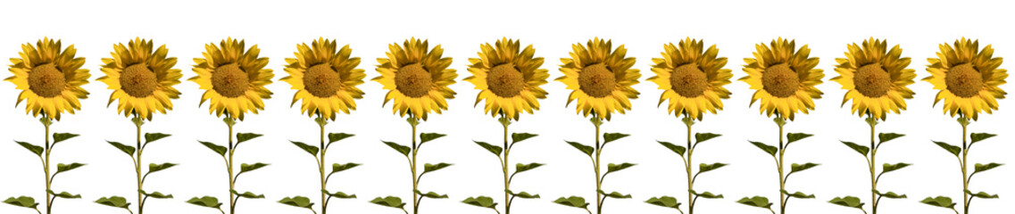 set of sunflower