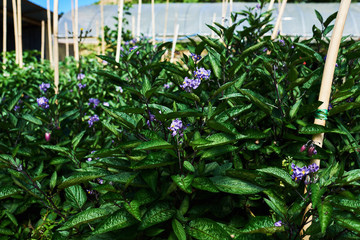 Flowering eggplant in the garden. Organic eggplant aubergine.