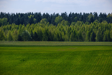 fresh green agriculture fields in spring time