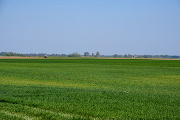 Obraz premium fresh green agriculture fields in spring time