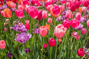 Jewel toned tulips in orange, purple and pink on a sunny morning in Spring