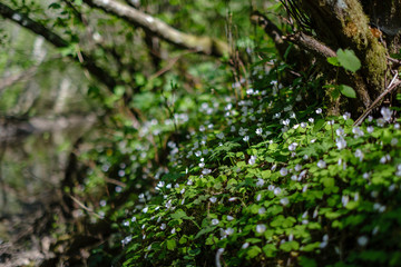 Fototapeta na wymiar large field of snowdrops flowers in spring green meadow in forest