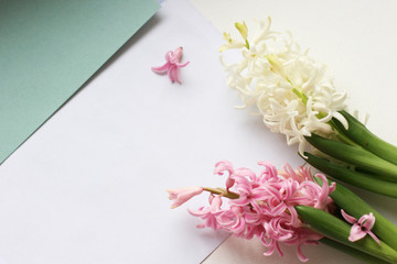Bouquet of pink and white hyacinth on white background. Mock up with flowers