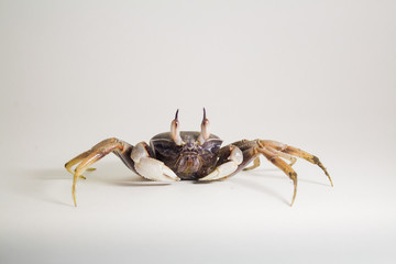 White background Horn-eyed ghost crab Ocypode ceratophthalmus form Phuket Thailand