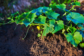 Cucumber plant blossoming yellow grow in the field. Vegetable rows. Agriculture, vegetables, organic agricultural products, agro-industry. Farmlands.