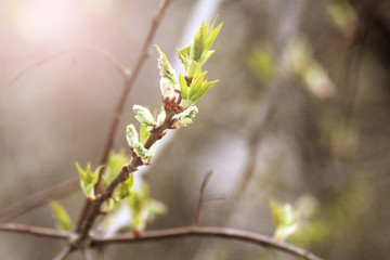 New Life idea concept with seedling growing sprout