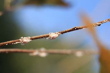 close up Mealy bugs on Custard apple tree