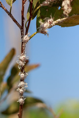 close up Mealy bugs on Custard apple tree