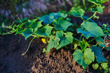 Cucumber plant blossoming yellow in the field. Seedlings in the farmer's garden , agriculture, plant and life concept. Young cucumber sprouts on a bed on a farm.