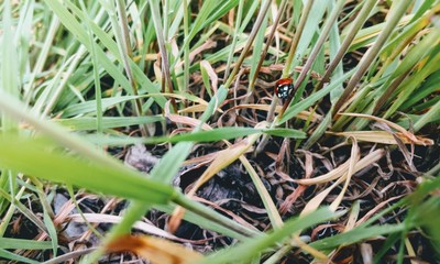 grass with water drops