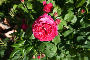 Rosa de un rosal trepador