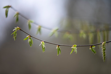 branch of tree with buds