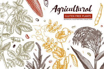 Agricultural plants design. Hand drawn botanical frame. Vegetarian and gluten free food illustration. Farm market products. Great for packaging, menu, label. Vector template. Outlines. 