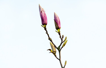 flower isolated on white background