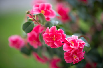 pink flower in the garden