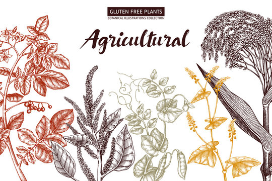 Agricultural plants design. Hand drawn botanical frame. Vegetarian and gluten free food illustration. Farm market products. Great for packaging, menu, label. Vector template. Outlines. 