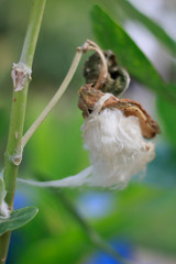 Old CROWN FLOWER CALOTROPIS GIANTEA on tree