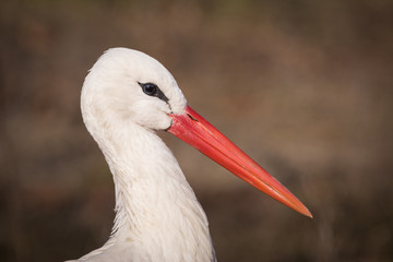 Storch Kopf