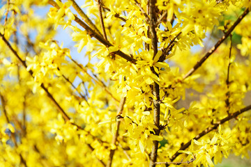 Beautiful yellow blossoming forsythia branches at springtime in close-up.