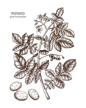 Hand drawn Potato illustration. Gluten free food. Agricultural plant drawing with tubers, leaves and flowers. Vegan and healthy. Great for packaging, label, icon. Lineart. Vector outlines. 