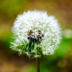 white fluffy dandelion blooming among a grass