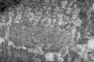 Wood bark background from Phuket island beach Thailand