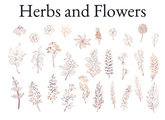 Illustration set of herbs, plants and flowers sketches
