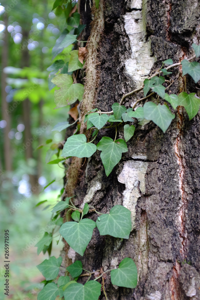 Wall mural ivy grows on a textured tree trunk