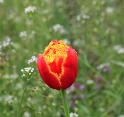 Obraz premium flower of a motley tulip