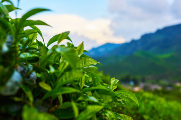 Obraz premium Beautiful fresh green tea background. Selective focustea leaves with drops of morning dew. Sungai Palas in Cameron Highlands, Malaysia.