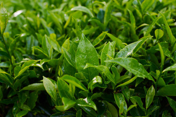 Beautiful fresh green tea background. Selective focustea leaves with drops of morning dew. Sungai Palas in Cameron Highlands, Malaysia.