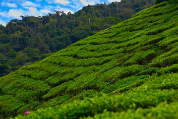 Fototapeta na wymiar Beautiful landscape of a Malaysia with green tea plantation on a hill mountain. Wonderful nature scenery with plants in Asia district.