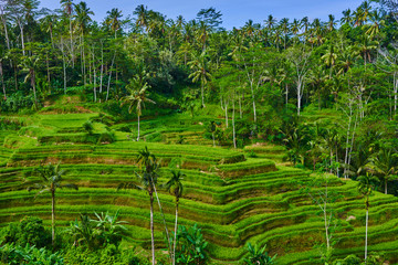 Fototapeta na wymiar Nice view of rice fields in Bali, Indonesia. Bali landscape with rice terraces. Light and shadow in nature. Spectacular views.