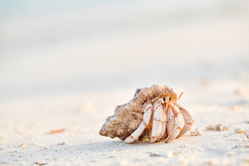 Hermit Crab on a beach