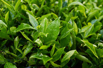 Beautiful fresh green tea background. Selective focustea leaves with drops of morning dew. Sungai Palas in Cameron Highlands, Malaysia.