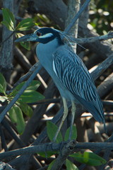 Fototapeta premium Yellow-crowned night heron at Tamarindo in Costa Rica