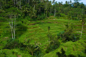 Beautiful green terrace paddy fields on Bali, Indonesia.