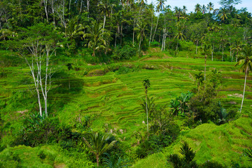 Tegallalang rice Terraces, Ubud, Bali, Indonesia. Summer travel at Indonesia.