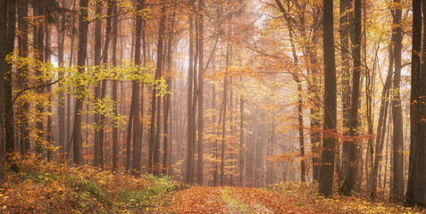 Wald Panorama im Herbst