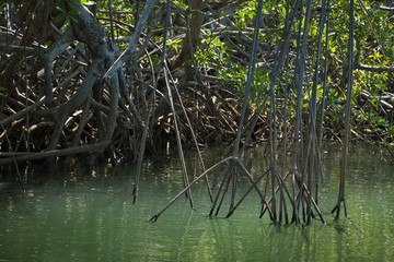 Mangrove forest at Tamarindo in Costa Rica