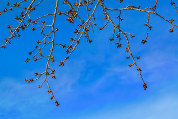 Poplar branches with swollen buds against the blue spring sky.