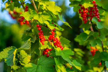 Red currant grows on a bush in the garden, berry, harvest, summer, plant.