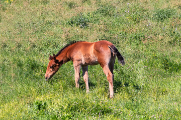Purebred andalusian spanish foal grazing in 