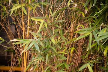 background with bamboo and other plants