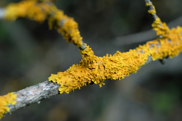 Yellow moss on a branch closeup. Shallow depth of field