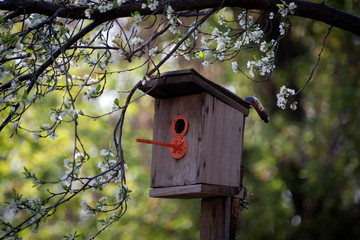 Little Birdhouse in Spring with blossom cherry flower sakura