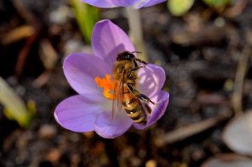 Bienen