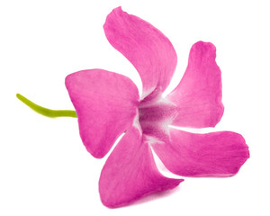 Naklejka na ściany i meble Pink flower of periwinkle, lat. Vinca, isolated on white background