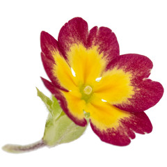 Fototapeta na wymiar Flower of primrose, isolated on white background